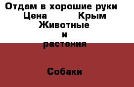Отдам в хорошие руки › Цена ­ 100 - Крым Животные и растения » Собаки   